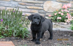 Labrador Retriever dogs for sale: Bella - Image 2