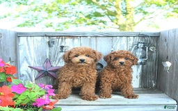 Toy Poodle dogs for sale: Roscoe - Image 4