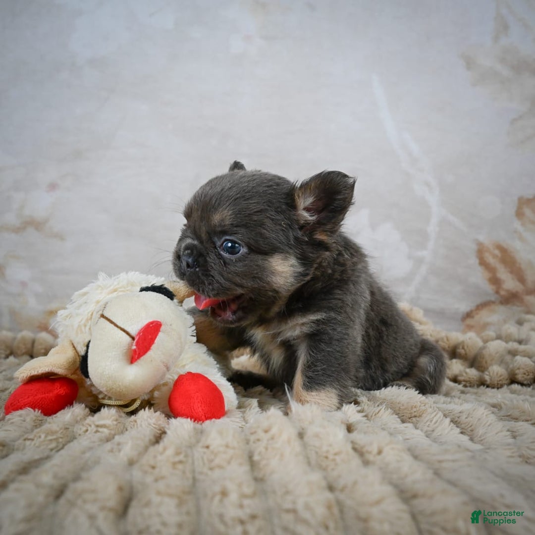 French Bulldog dogs for sale: Roscoe - Image 5