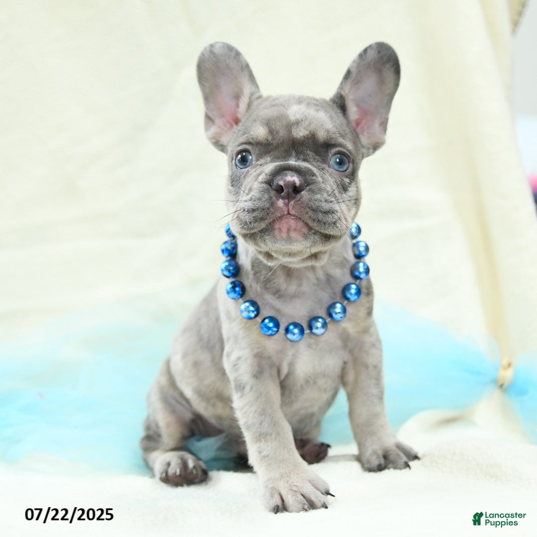 French Bulldog dogs for sale: Enzo Akc - Image 4