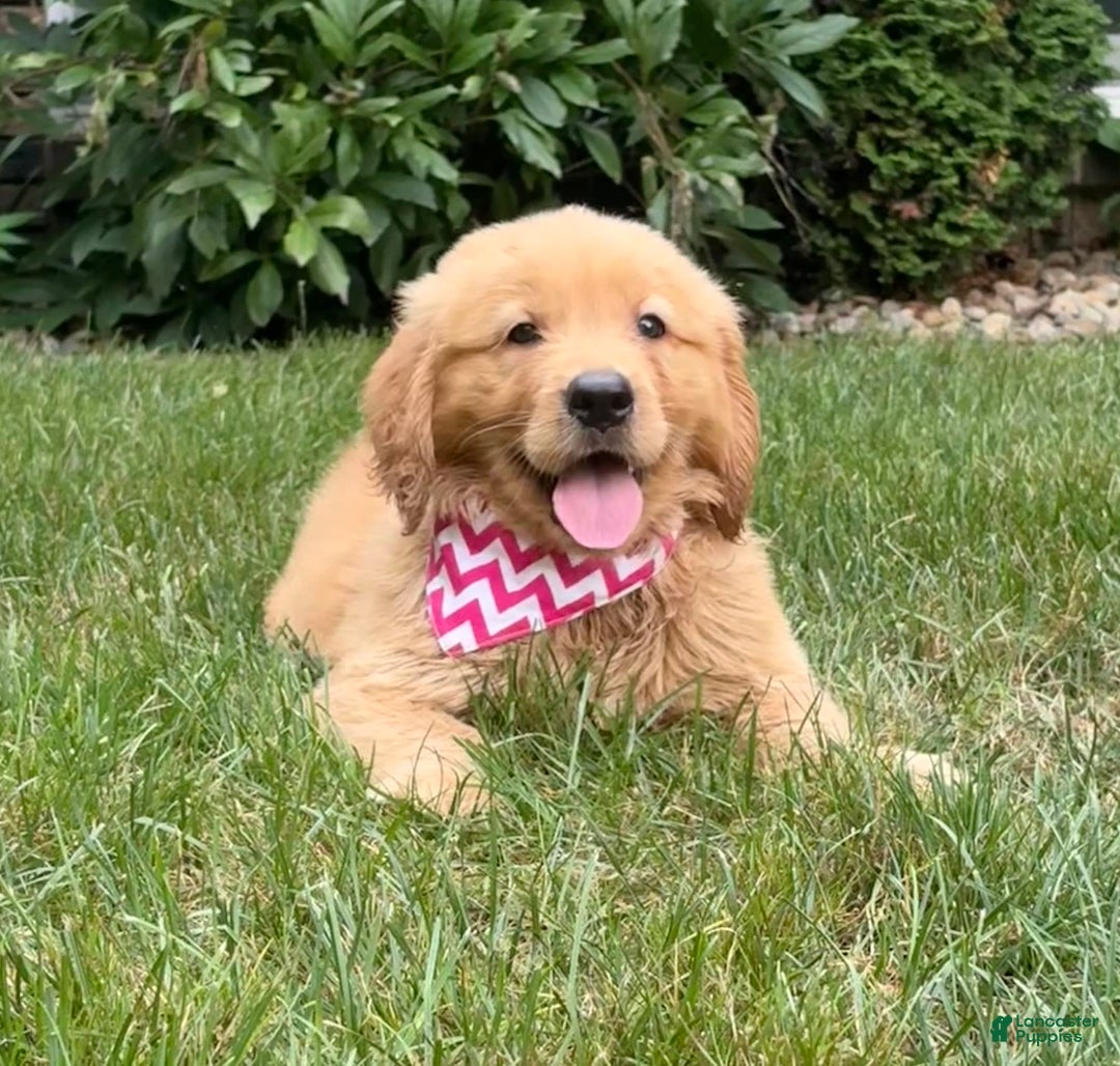 Golden Retriever dogs for sale: Skye - Image 3