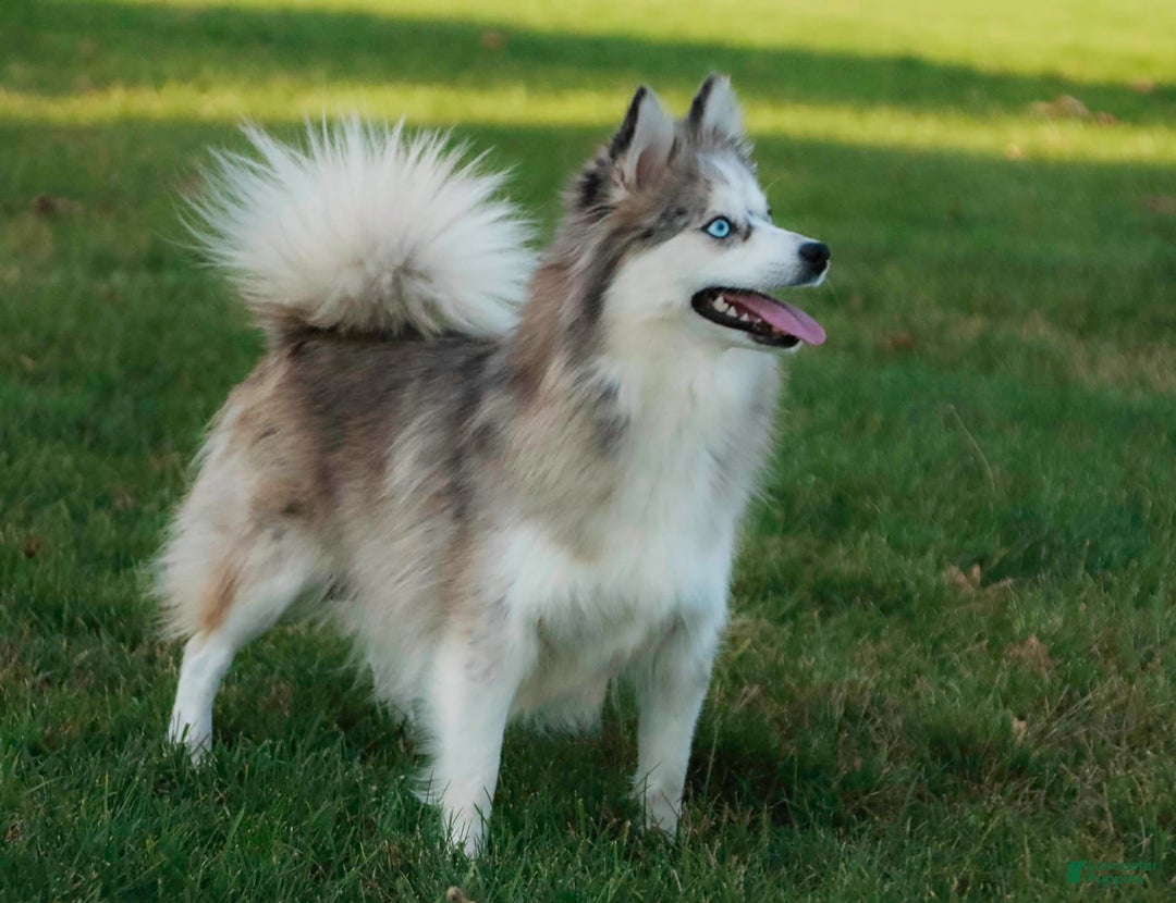 Pomsky dogs for sale: Blaze - Image 18