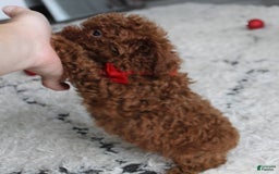 Toy Poodle dogs for sale: Eleanor - Image 27