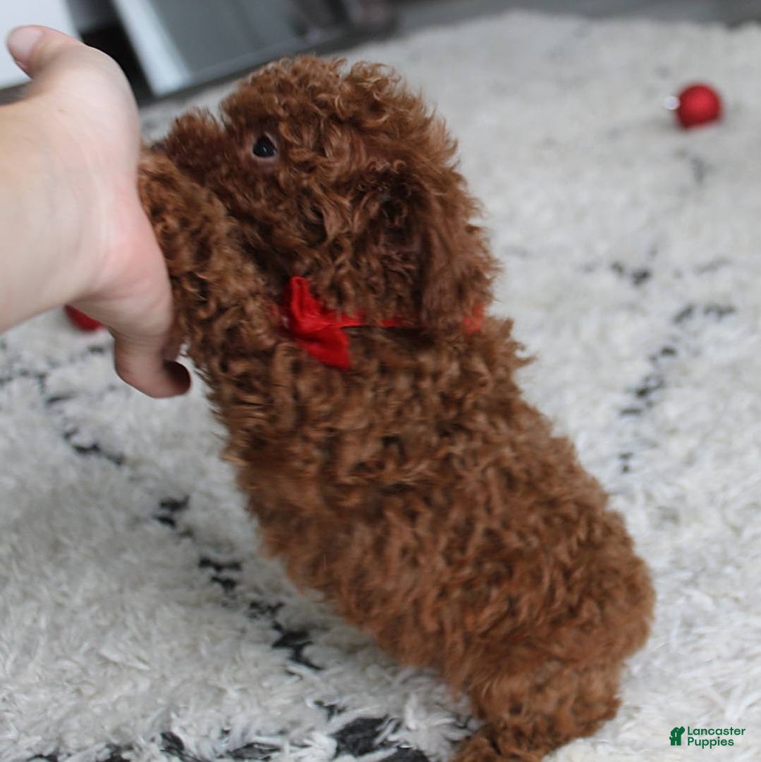 Toy Poodle dogs for sale: Eleanor - Image 27