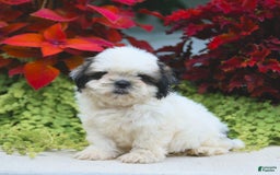 Shih Tzu dogs for sale: Ginger - Image 5