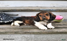 Miniature Dachshund dogs for sale: Caden - Image 2