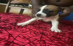 American Pit Bull Terrier dogs for sale: Roe - Image 1