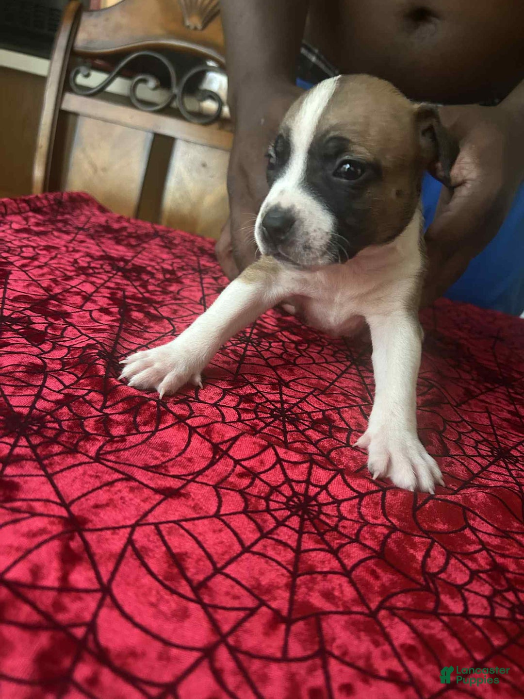 American Pit Bull Terrier dogs for sale: Roe - Image 1