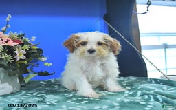 Toy Poodle dogs for sale: Kayleen - Image 3