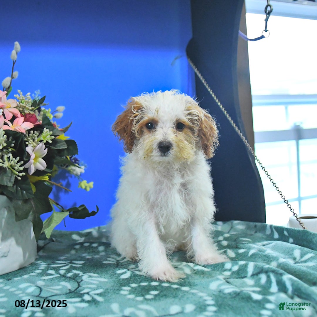 Toy Poodle dogs for sale: Kayleen - Image 3