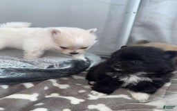 Pomeranian dogs for sale: Manny - Image 2