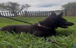 German Shepherd dogs for sale: Ellie - Image 4