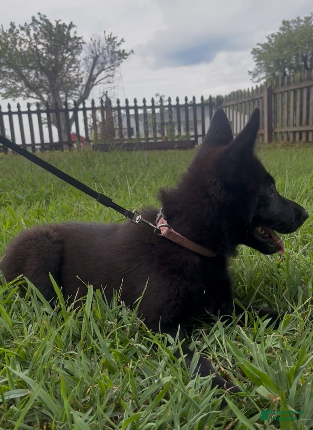 German Shepherd dogs for sale: Ellie - Image 4