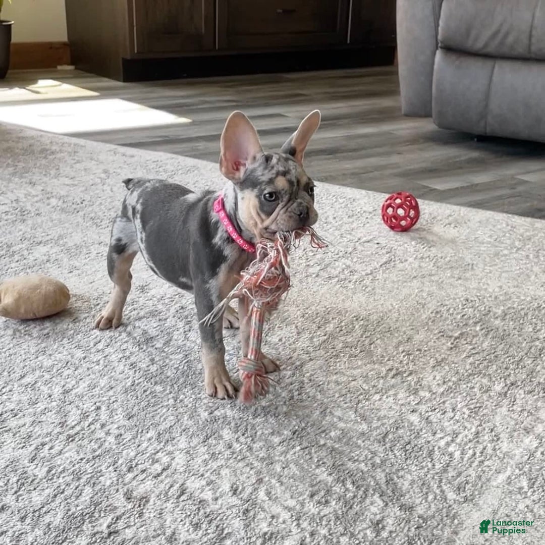 French Bulldog dogs for sale: Nila - Image 23