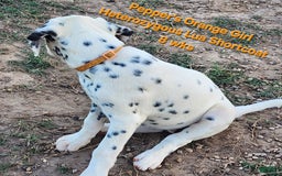 Dalmatian dogs for sale: Peppers Orange Girl - Image 7
