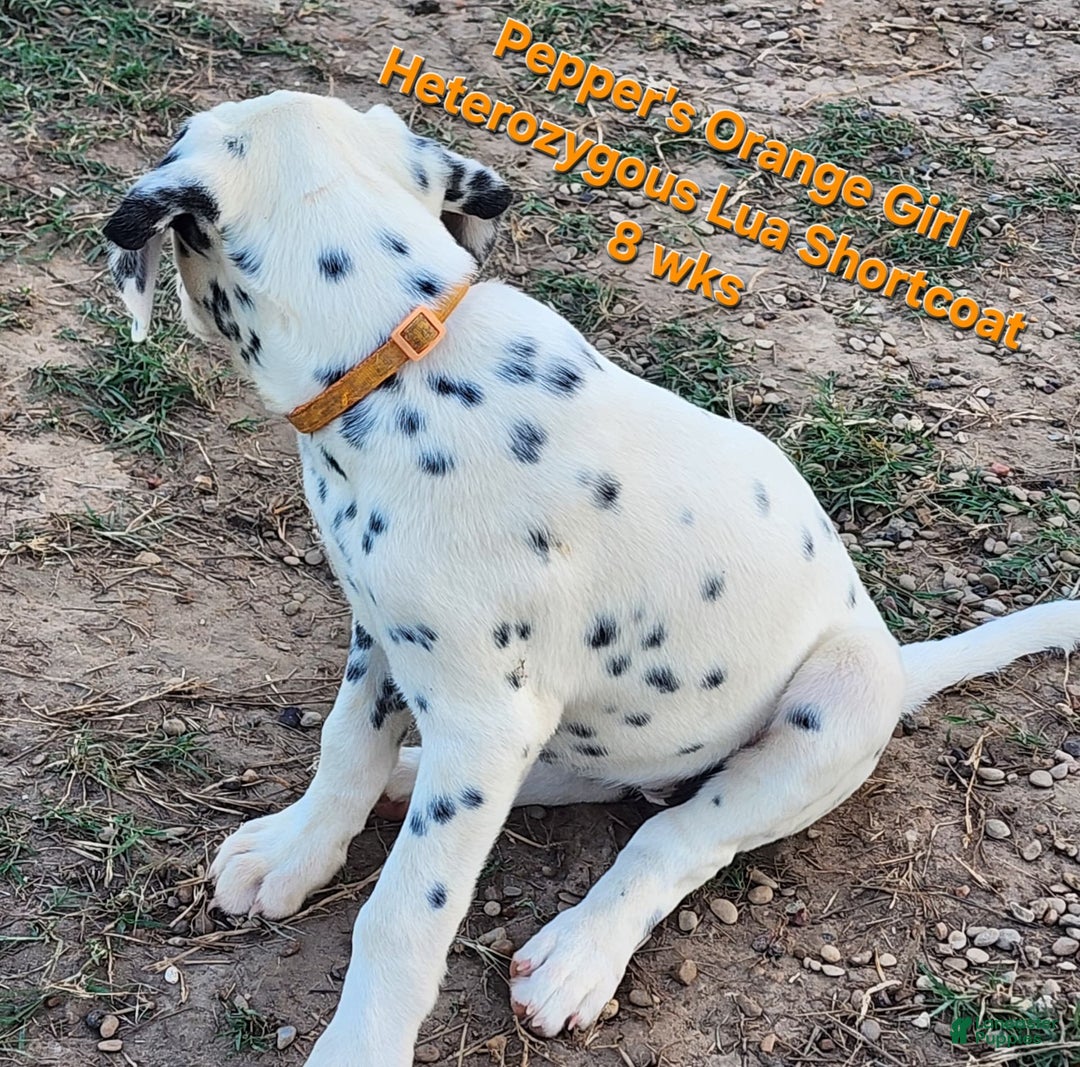 Dalmatian dogs for sale: Peppers Orange Girl - Image 7
