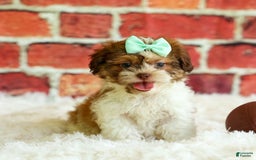 Shih Tzu dogs for sale: Rusty - Image 5