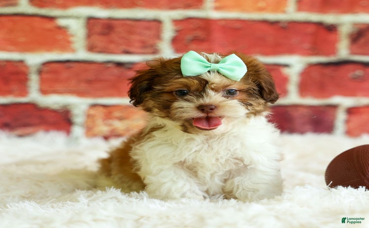 Shih Tzu dogs for sale - Ad 4