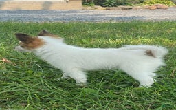 Papillon dogs for sale: Reba - Image 3