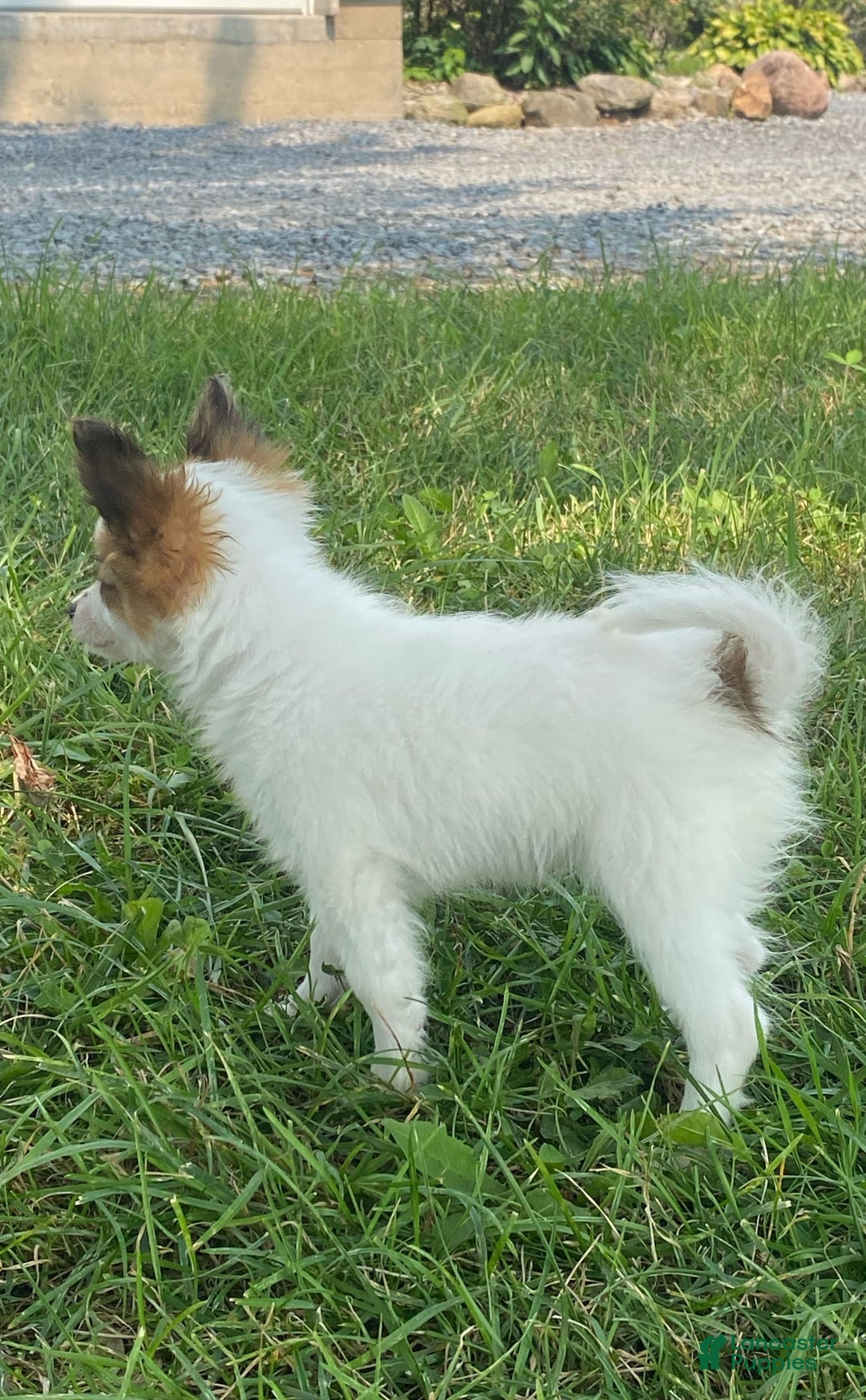 Papillon dogs for sale: Reba - Image 3