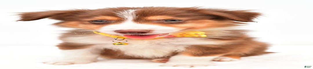 Roscoe