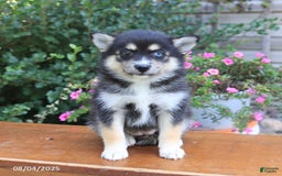Pomsky dogs for sale: Abby - Image 5