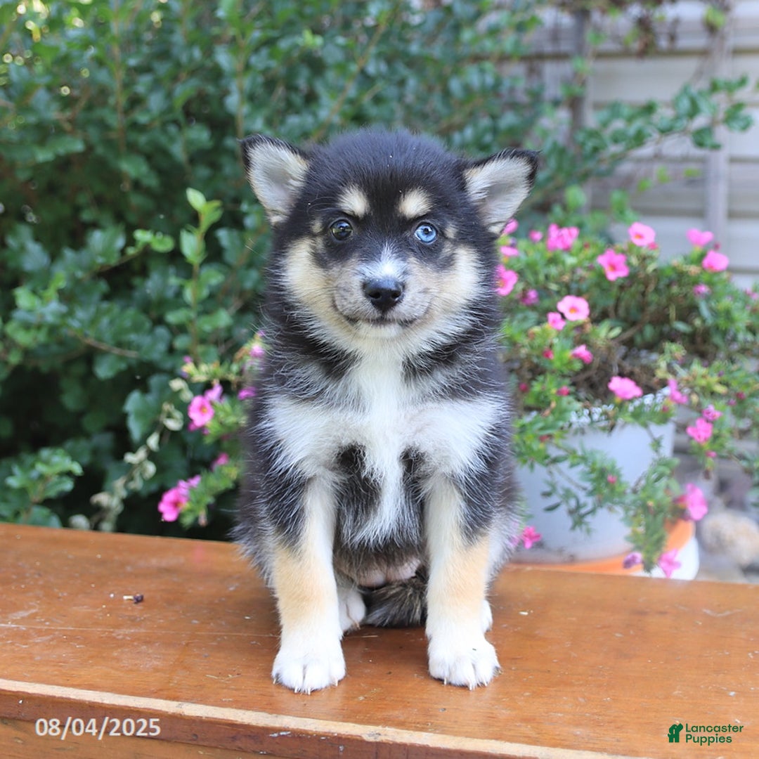 Pomsky dogs for sale: Abby - Image 5