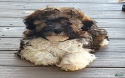 Havapoo dogs for sale: Mario - Image 4