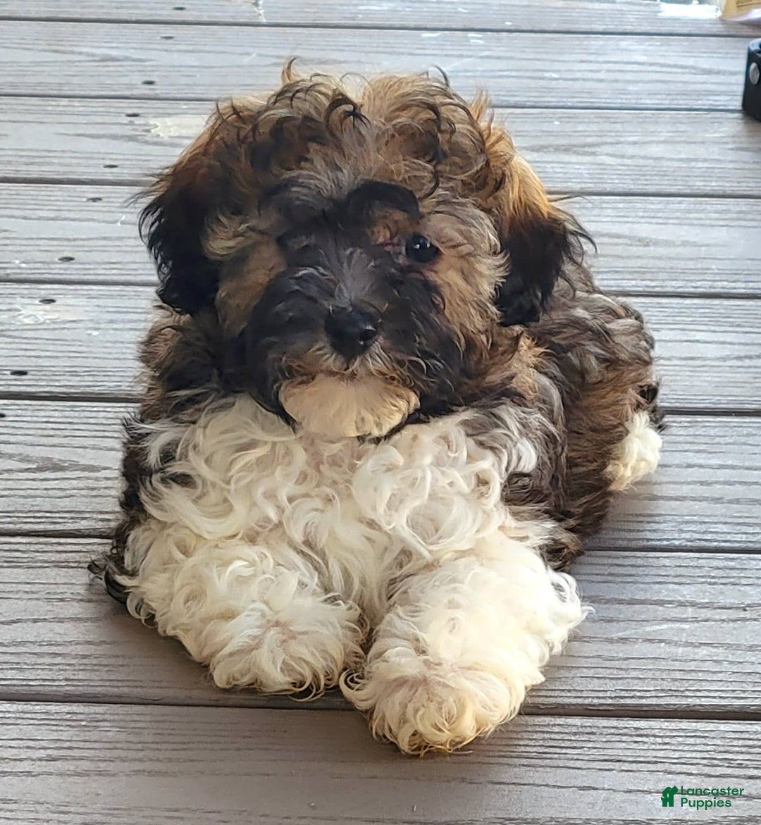 Havapoo dogs for sale: Mario - Image 4