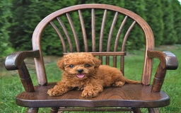 Toy Poodle dogs for sale: Peanut   Extra Small - Image 10
