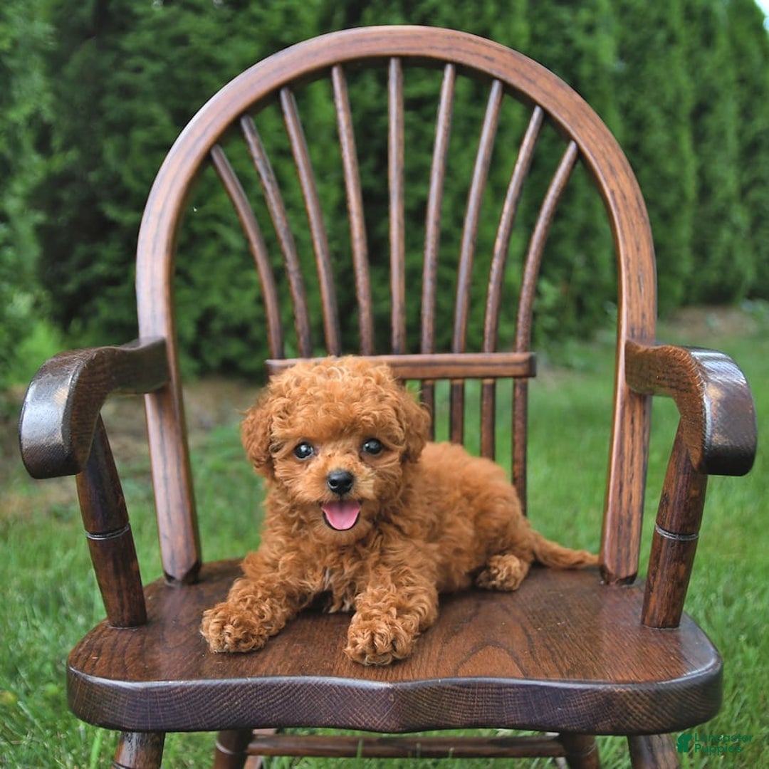 Toy Poodle dogs for sale: Peanut   Extra Small - Image 10