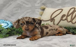 Miniature Dachshund dogs for sale: Kenzo - Image 3