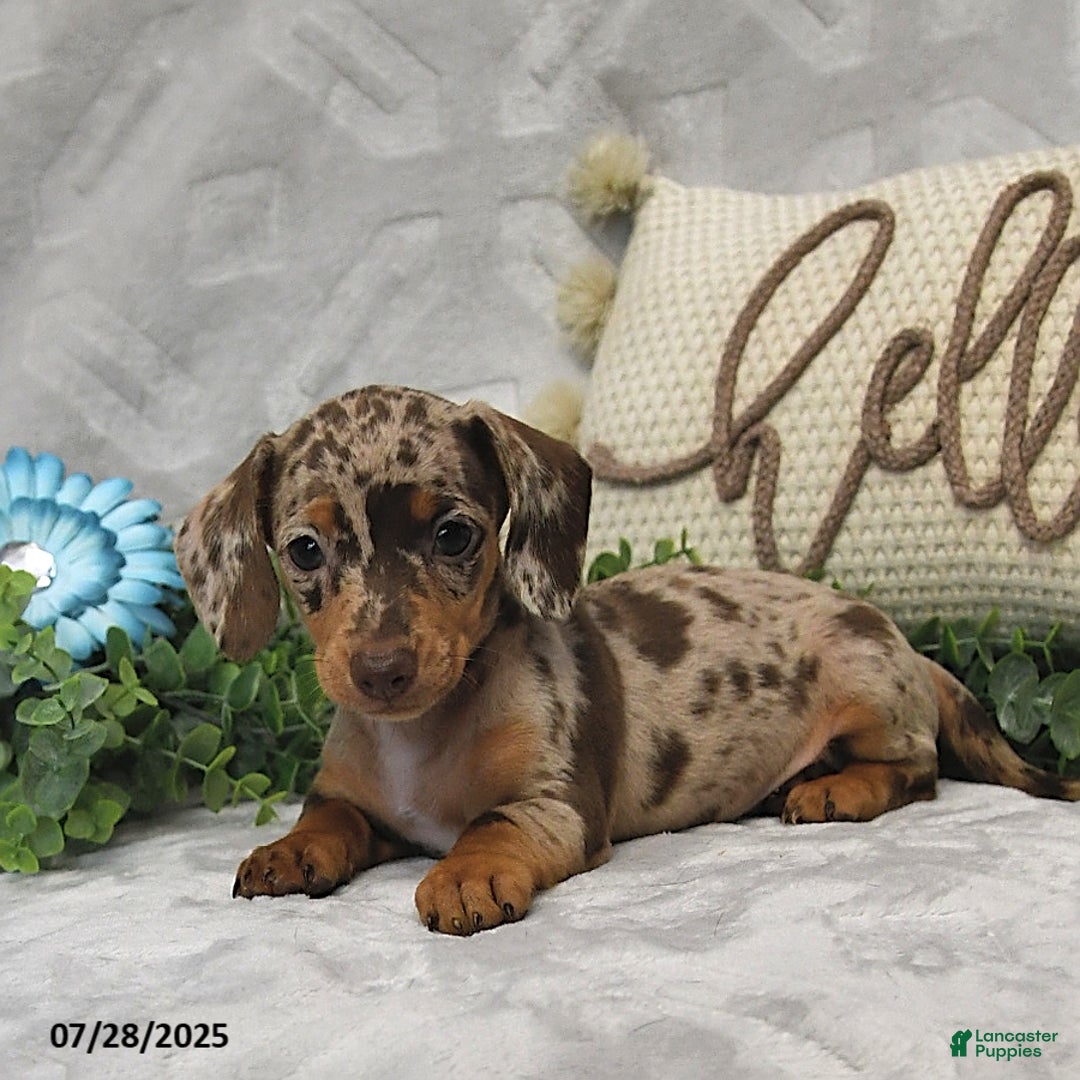 Miniature Dachshund dogs for sale: Kenzo - Image 3