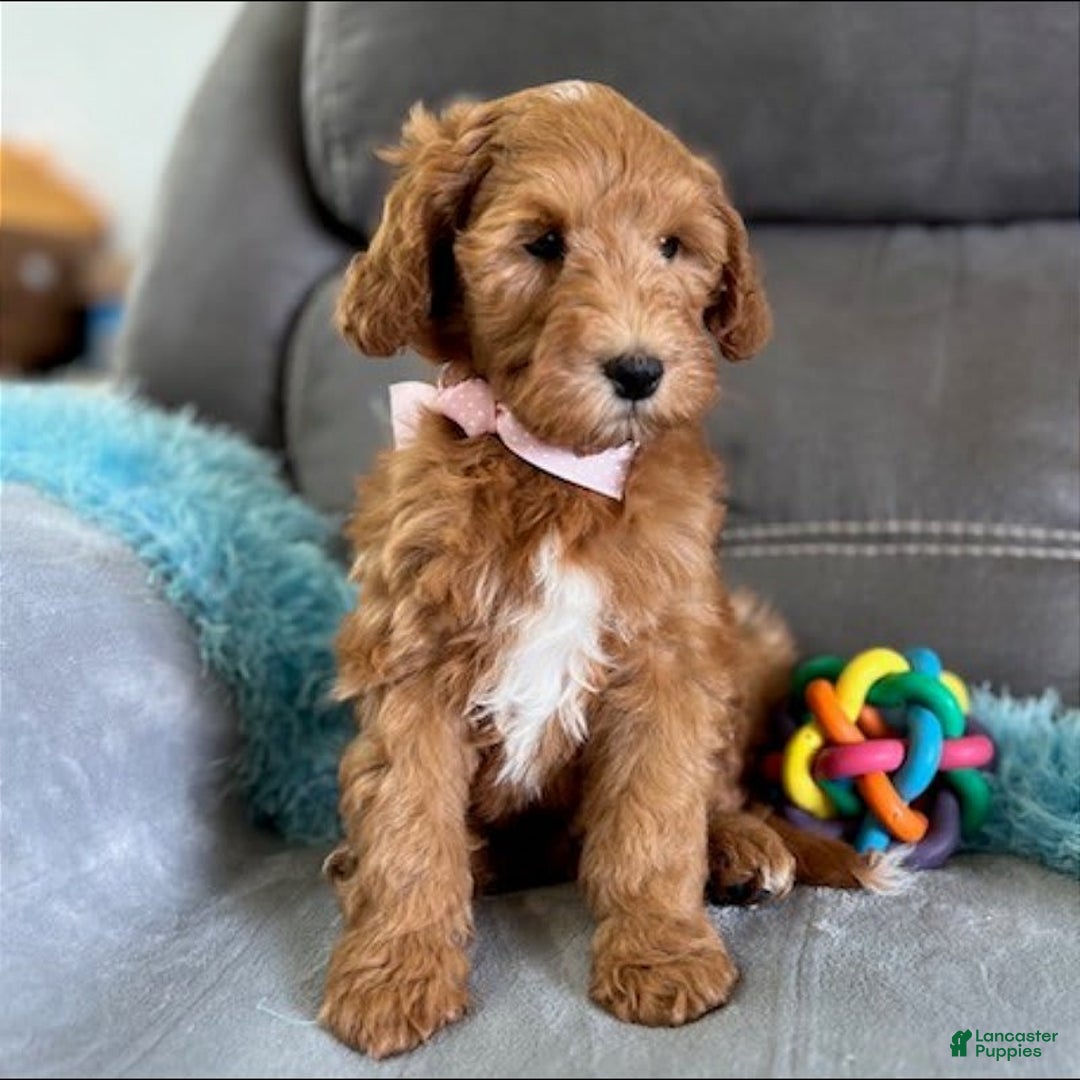 Mini Goldendoodle dogs for sale: Missy - Image 7