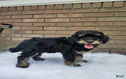 Mini Bernedoodle dogs for sale: Bentley - Image 4