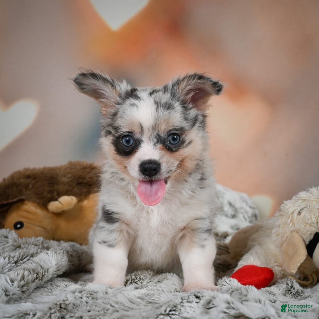 Chihuahua dogs for sale: Winston - Image 2