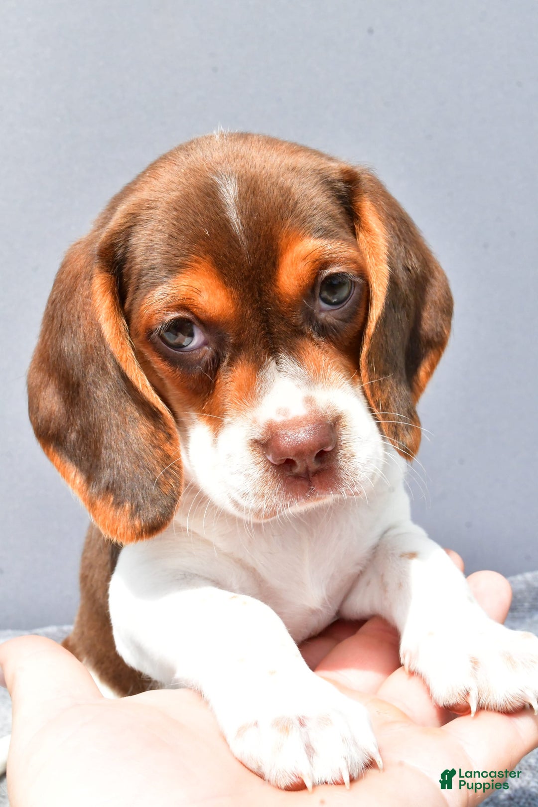 Beagle dogs for sale: Tabbi - Image 2