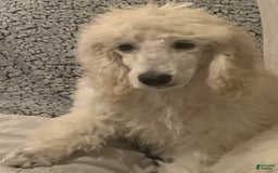 Standard Poodle dogs for sale: Ode - Image 9