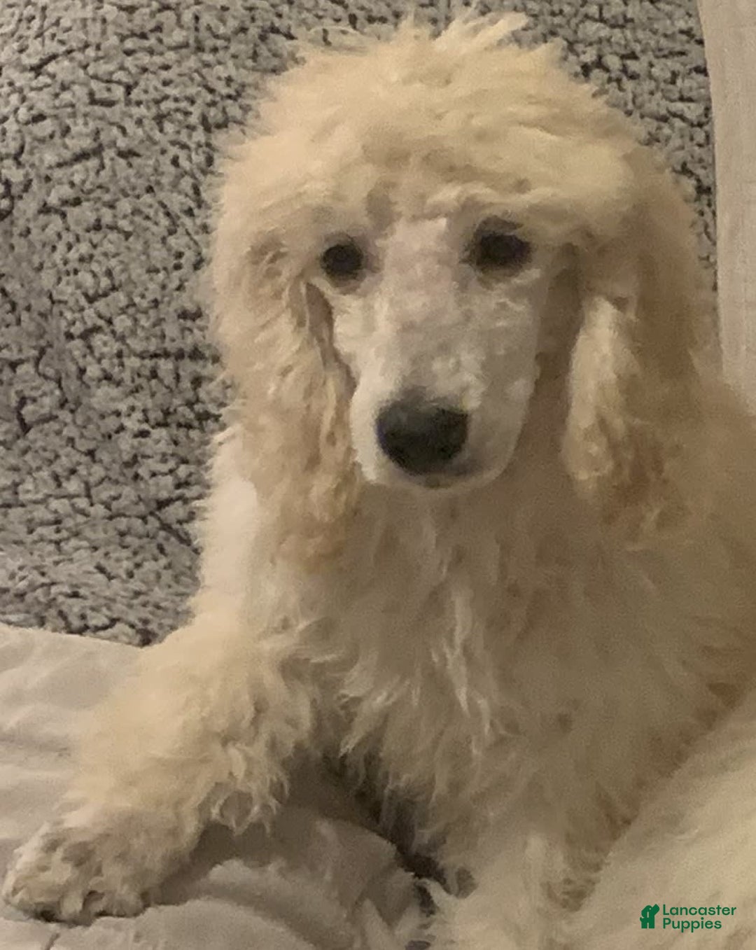 Standard Poodle dogs for sale: Ode - Image 9