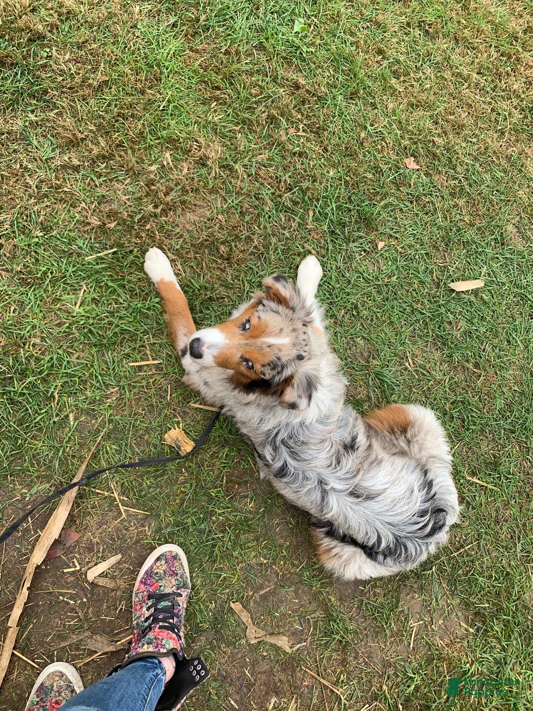 Australian Shepherd dogs for sale: Minnie - Image 2
