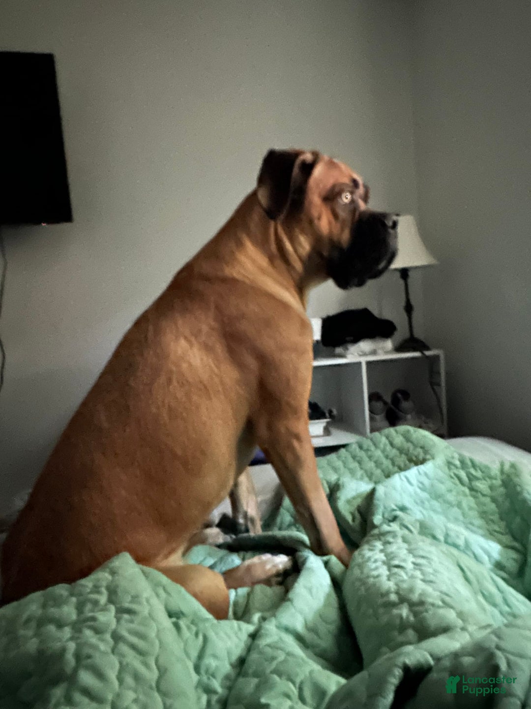 Cane Corso dogs for sale: Creasy - Image 4
