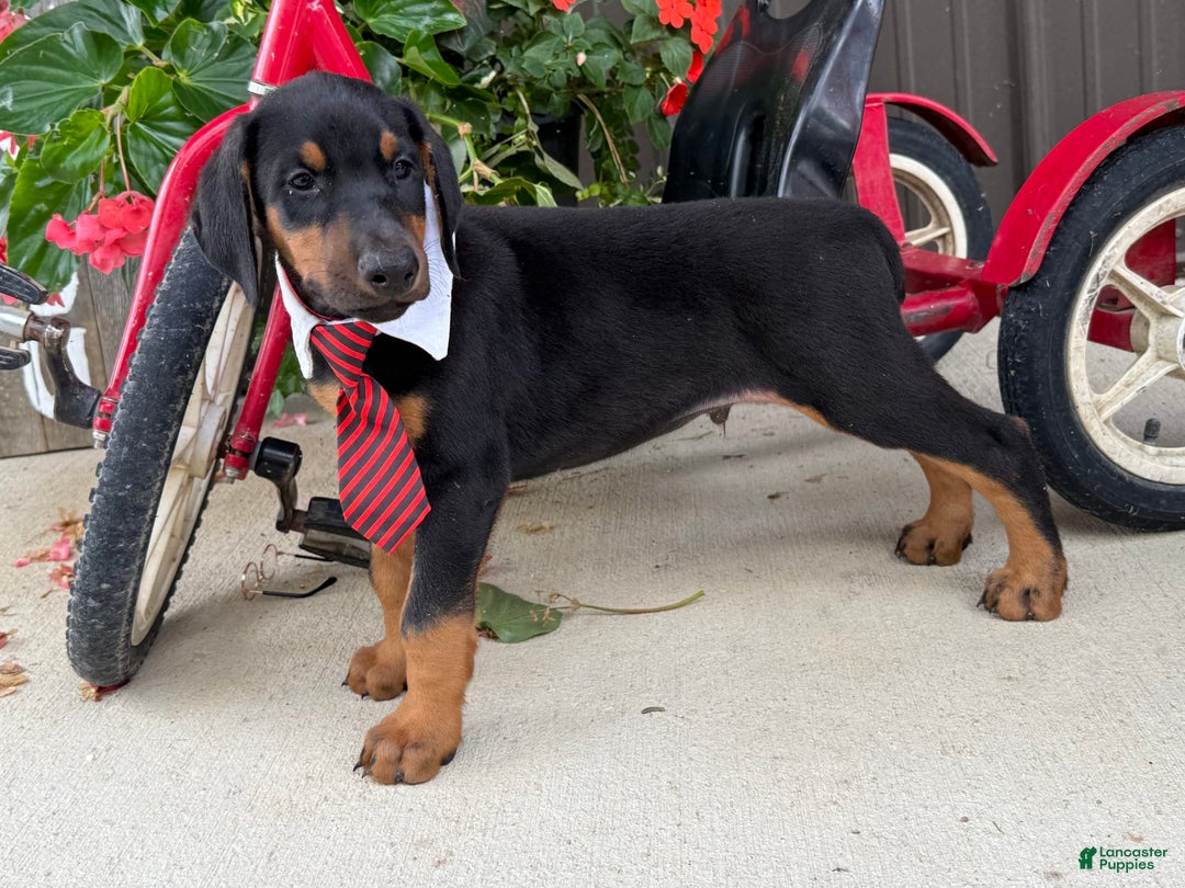 Doberman Pinscher dogs for sale: Micheal - Image 8