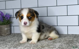 Welsh Corgi Pembroke dogs for sale: Mandy - Image 2