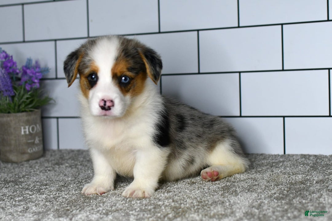 Welsh Corgi Pembroke dogs for sale: Mandy - Image 2