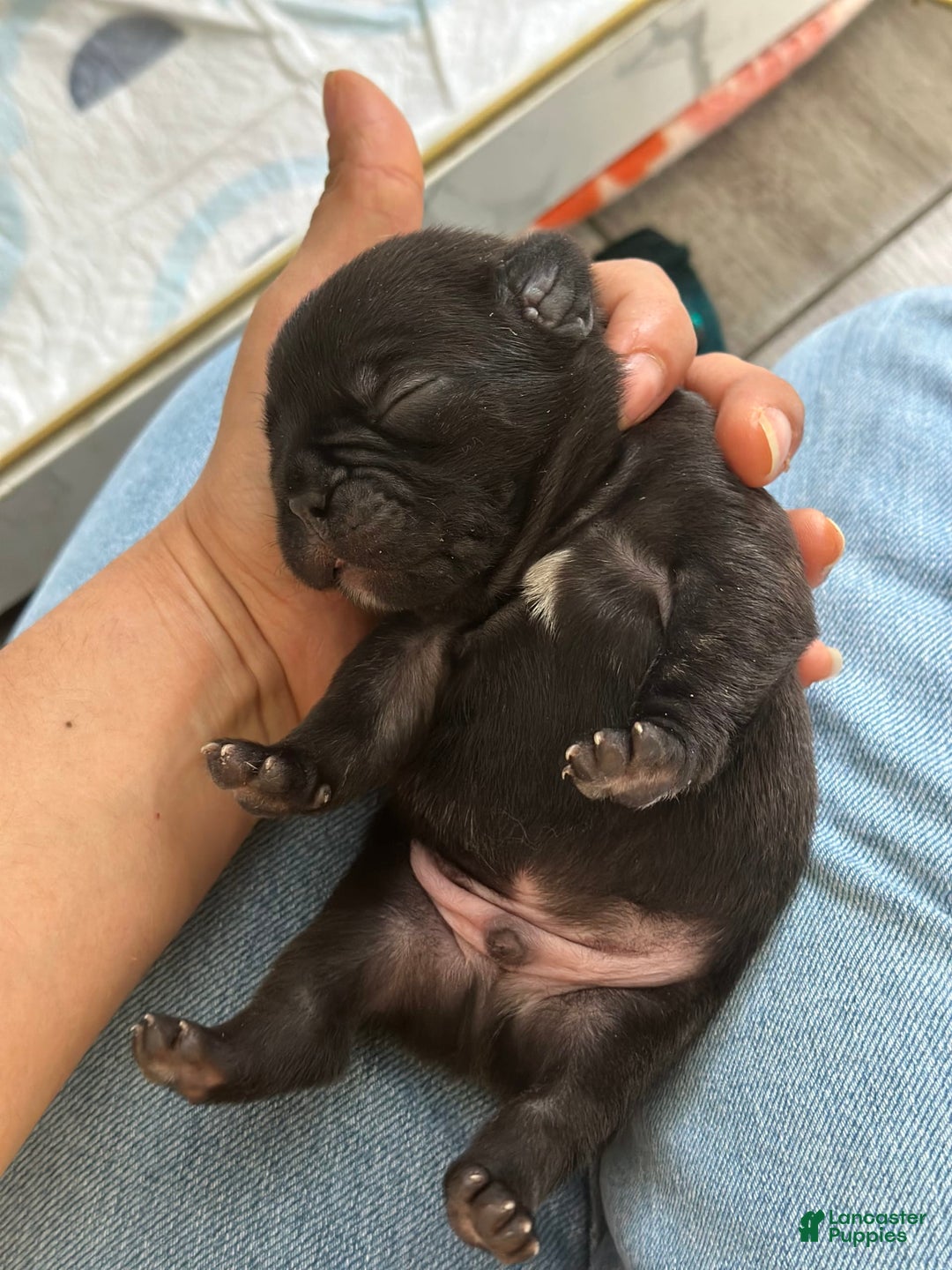 French Bulldog dogs for sale: Thomas - Image 6