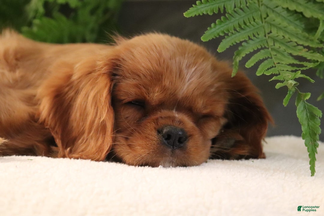 Cavalier King Charles Spaniel dogs for sale: Miles - Image 3