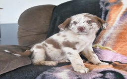 Australian Shepherd dogs for sale: Australian Shepherd 7 puppies - Image 4