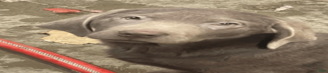 Silver Male 3