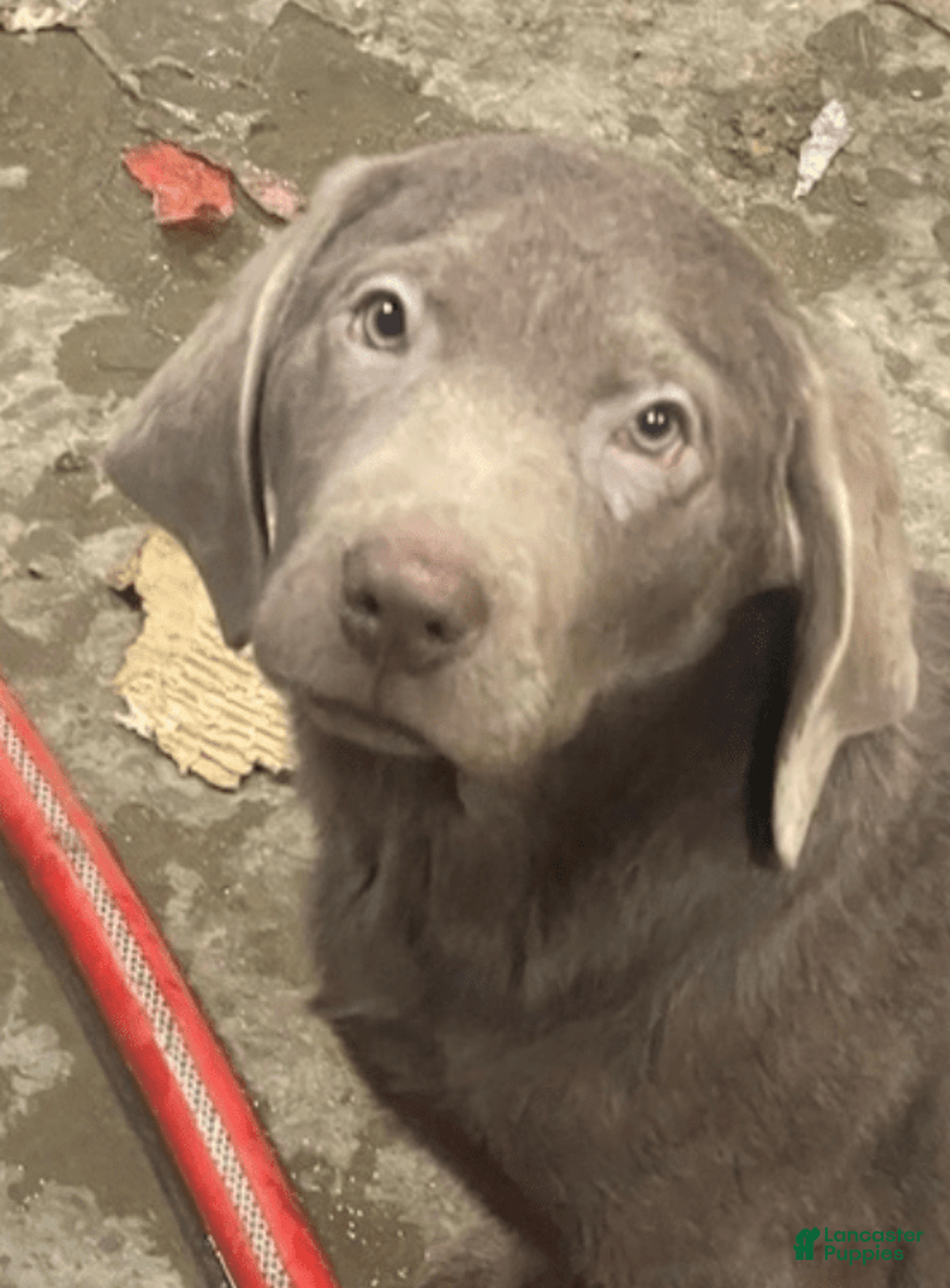 Labrador Retriever dogs for sale: Silver Male 3 - Image 1