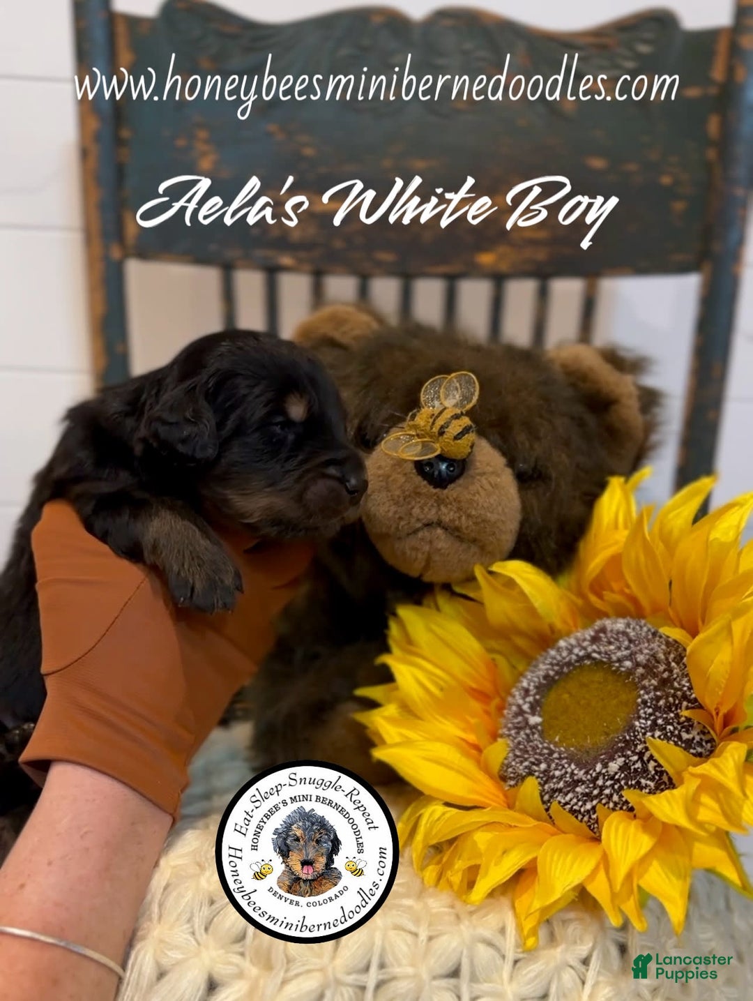 Mini Bernedoodle dogs for sale: Aelas White Boy - Image 19